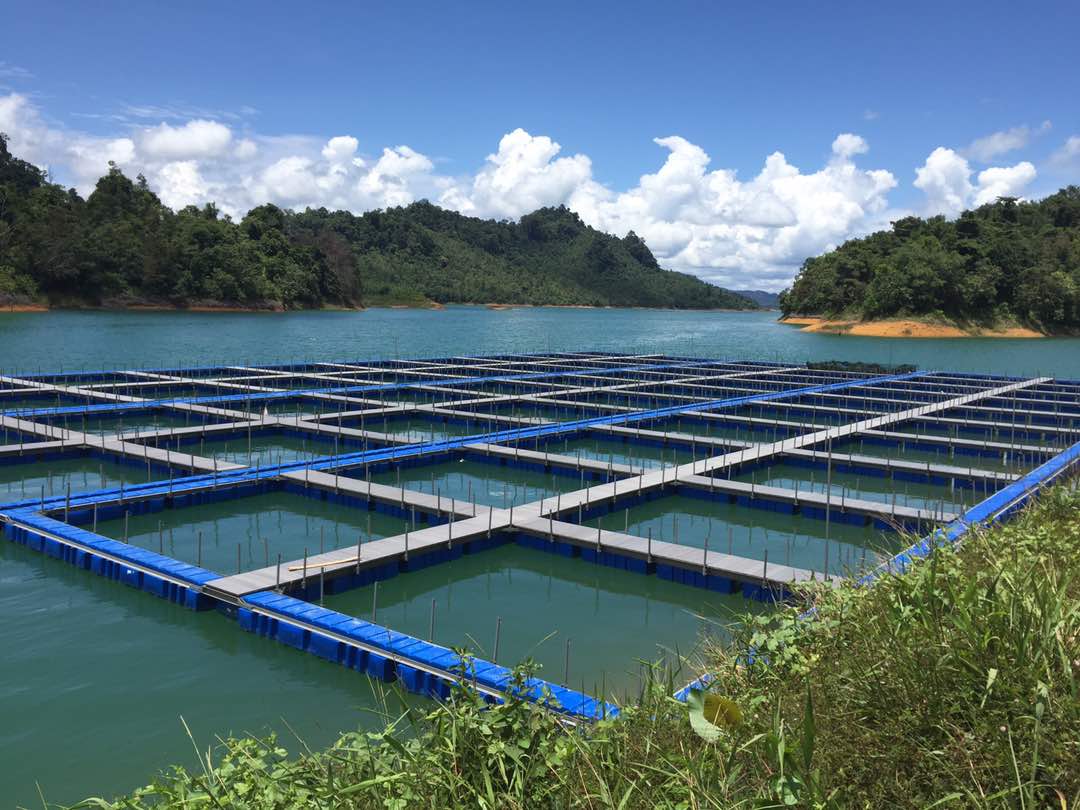 Salcra, Sarawak